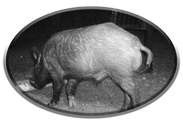 Wild-Boar-Hunt-Image02